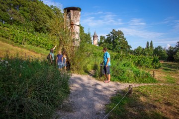 Weinberg Insel Mainau