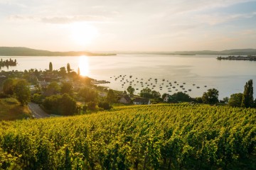 Ausblick vom Weingut Arenenberg